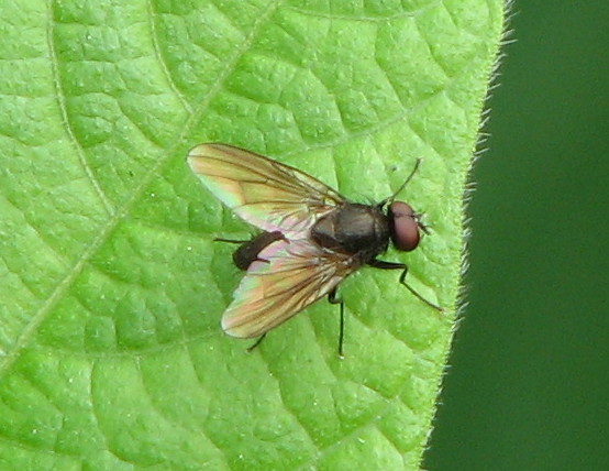 Hebecnema sp. (Muscidae)